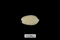 藏品(棋盤榧螺)的圖片